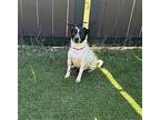 King, Terrier (unknown Type, Medium) For Adoption In Columbia, Tennessee