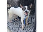 Jack-jax-harry~, Rat Terrier For Adoption In Columbia, Tennessee
