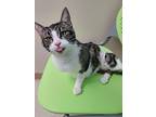 Ruby 5, Domestic Shorthair For Adoption In Tucson, Arizona