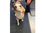 Daisy, Labrador Retriever For Adoption In Barron, Wisconsin