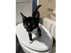 Indie Jones, Domestic Shorthair For Adoption In Wilmington, North Carolina