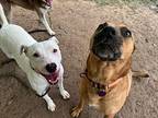 Mother Goose Ark, American Pit Bull Terrier For Adoption In Friendswood, Texas