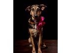Mosa (mexico), Ns, Labrador Retriever For Adoption In Langley, British Columbia