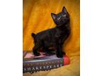 Perdita, American Bobtail For Adoption In Greensboro, North Carolina