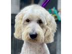 Riggins, Golden Retriever For Adoption In Crossville, Tennessee