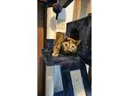 Dover, Domestic Shorthair For Adoption In Olyphant, Pennsylvania