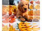 Golden Retriever PUPPY FOR SALE ADN-834884 - All male puppies available