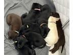 Labrador Retriever PUPPY FOR SALE ADN-834855 - Maples amazing puppies