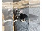 French Bulldog PUPPY FOR SALE ADN-834750 - Price Reduced Four female puppies