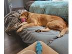 Golden Retriever PUPPY FOR SALE ADN-834578 - Nellies Pups
