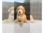 Labradoodle PUPPY FOR SALE ADN-834774 - Miss Yellow Labradoodle
