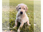 Labradoodle PUPPY FOR SALE ADN-834772 - Mr Yellow Labradoodle