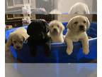Labrador Retriever PUPPY FOR SALE ADN-834627 - AKC reg Labrador retrevers