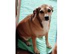 Ladybug, Dachshund For Adoption In Inez, Kentucky