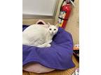 Coconut, Turkish Van For Adoption In Parlier, California