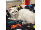 Deedee, Siamese For Adoption In Parlier, California