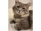 Ray (silver Tabby), Domestic Mediumhair For Adoption In Herndon, Virginia