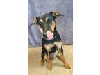 Nuka, Doberman Pinscher For Adoption In Lodi, California