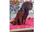 Chubbs, Chesapeake Bay Retriever For Adoption In Jackson, Georgia