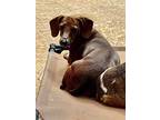 Lucy, Dachshund For Adoption In Atlanta, Georgia