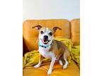 Pepe The Relaxed Companion, Jack Russell Terrier For Adoption In Provo, Utah