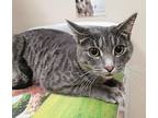 Pax, Domestic Shorthair For Adoption In Steinbach, Manitoba