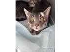 Mister Luca, Domestic Shorthair For Adoption In Steinbach, Manitoba