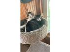 Relish (24-216 C), Domestic Mediumhair For Adoption In Saint Johns, Michigan