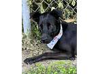 Elvis, Labrador Retriever For Adoption In Madisonville, Texas