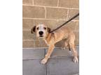 Gizmo, Border Terrier For Adoption In El Paso, Texas