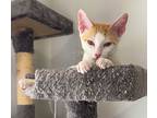 Preemo, Domestic Shorthair For Adoption In Lighthouse Point, Florida