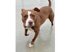 Harley, American Pit Bull Terrier For Adoption In Matteson, Illinois