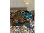 Poppy, Gerbil For Adoption In Aurora, Illinois