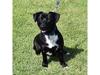 Wilbur, Dachshund For Adoption In Searcy, Arkansas