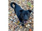 Alfalfa, Labrador Retriever For Adoption In Wendell, North Carolina