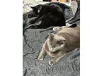 Annie (courtesy Post), Domestic Shorthair For Adoption In Mountain View