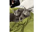 Vlad (courtesy Post), Russian Blue For Adoption In Mountain View, California