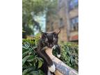 Martin, American Shorthair For Adoption In Brooklyn, New York