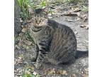 Ditto, Domestic Shorthair For Adoption In Myrtle Beach, South Carolina