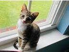 Wren, Domestic Shorthair For Adoption In Ft. Oglethorpe, Georgia
