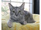 Dooley - 40535, Domestic Shorthair For Adoption In Prattville, Alabama