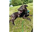 Luci, Labrador Retriever For Adoption In Speedway, Indiana
