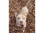 Jimmy, Terrier (unknown Type, Medium) For Adoption In Palm Coast, Florida