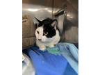 High Hat, Domestic Shorthair For Adoption In Kingston, New York