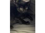 Chili, Domestic Shorthair For Adoption In Kingston, New York