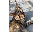 Sunshine, Domestic Shorthair For Adoption In Kingston, New York