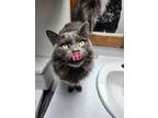 Stella, Domestic Shorthair For Adoption In Shoreline, Washington