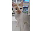 Michael, Domestic Shorthair For Adoption In Wilson, North Carolina