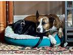 Fontina, American Pit Bull Terrier For Adoption In Germantown, Ohio
