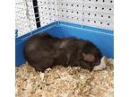 Ronald, Guinea Pig For Adoption In Pottstown, Pennsylvania